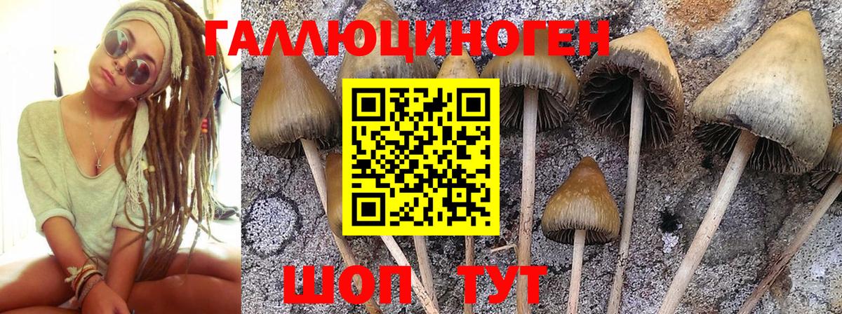 Галлюциногенные грибы Cubensis Сургут